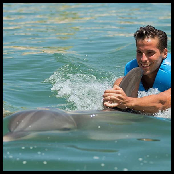 Swim with dolphins